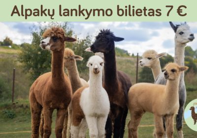 Alpakų lankymas, maitinimas – edukacija Vilniuje
