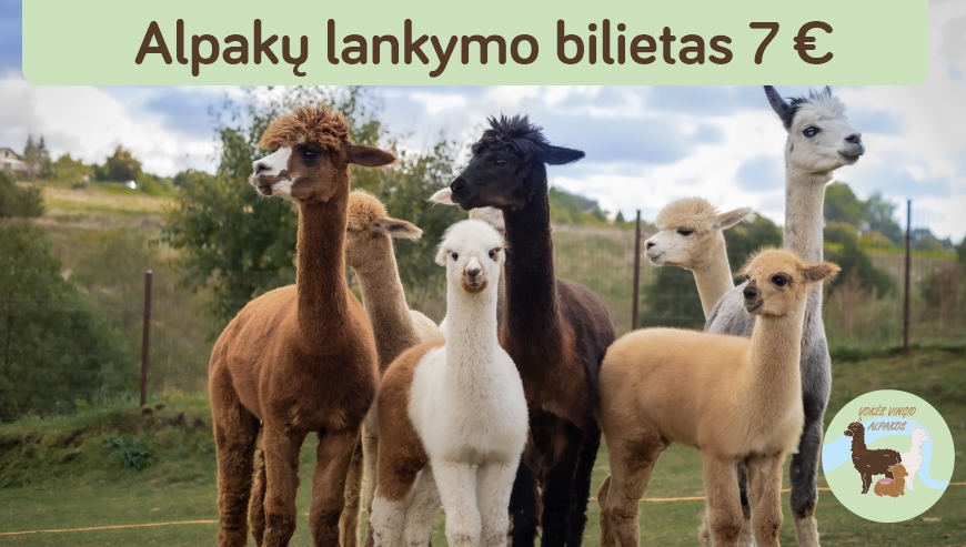 Alpakų lankymas, maitinimas – edukacija Vilniuje